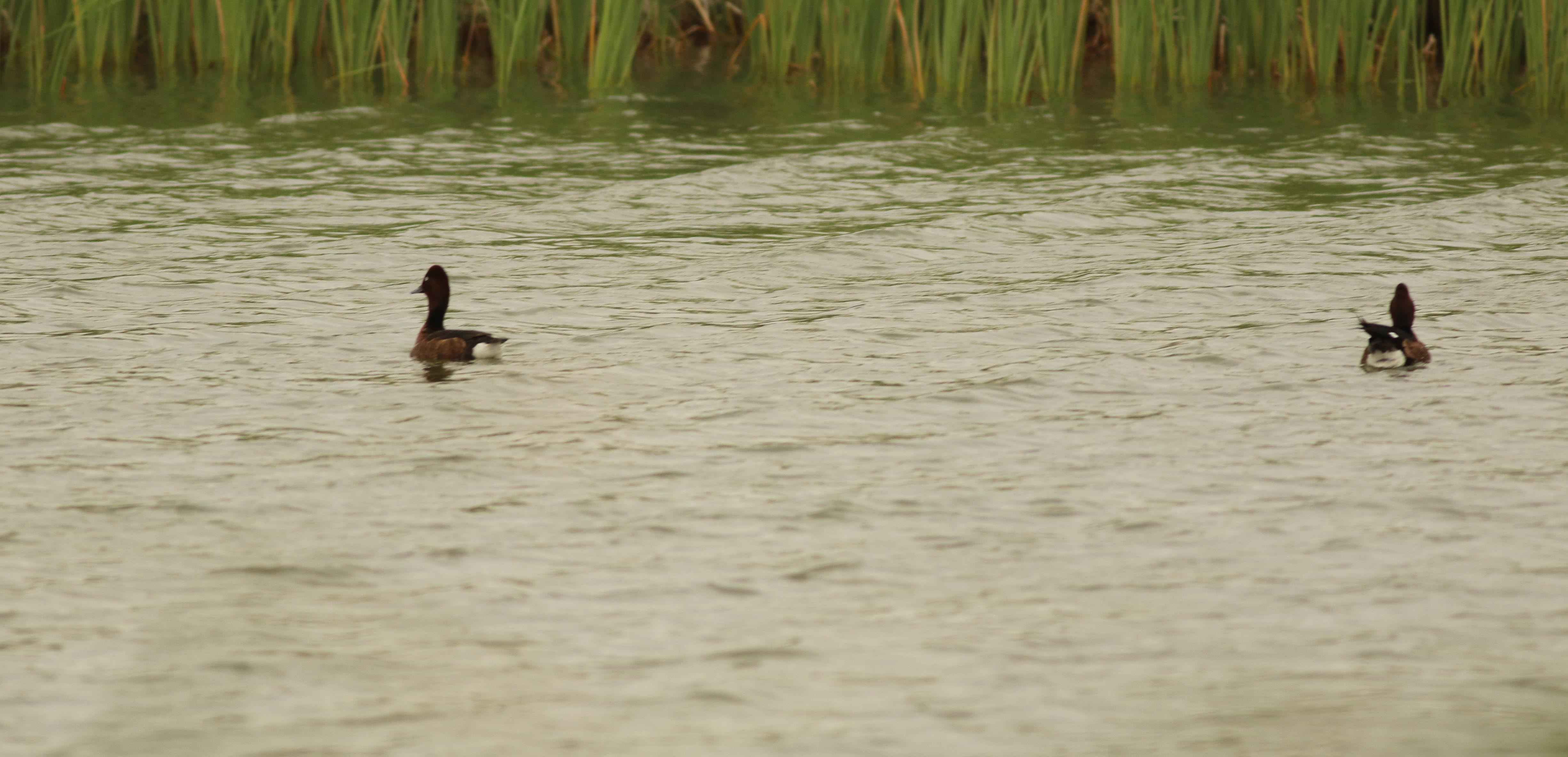 Ferruginous Duck